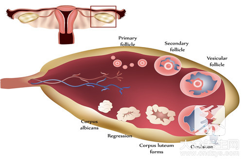 接受做供卵试管代怀医院的女性子宫内膜的厚度是多少？