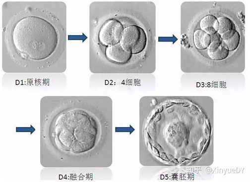 昆明做借卵试管代生费用医院-第二代做借卵试管三代代生有哪些优势？
