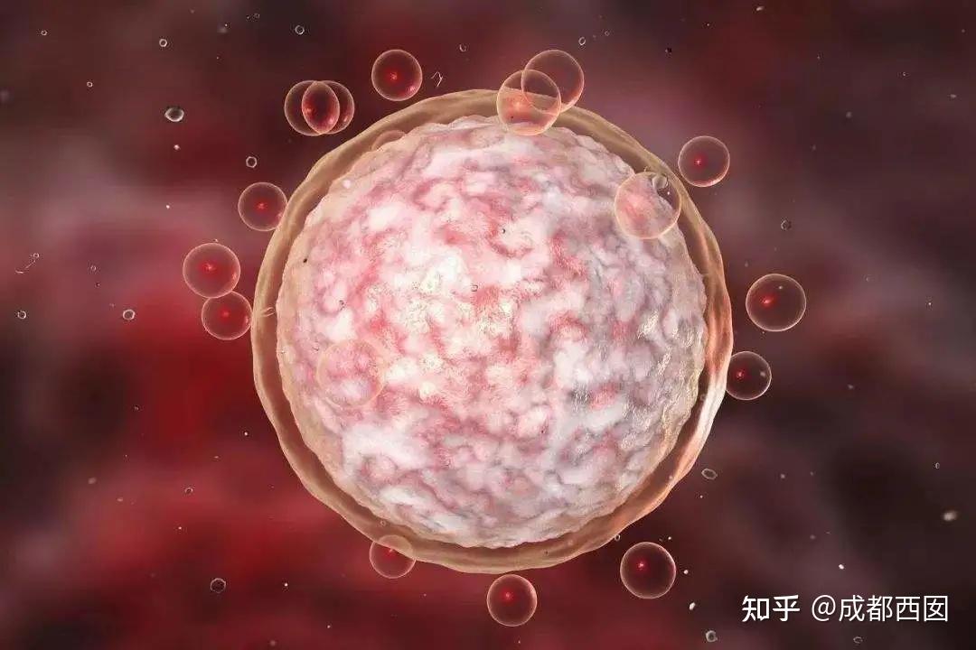我的卵巢早衰终于好了,说说卵巢早衰无卵泡应该怎么调理治疗？